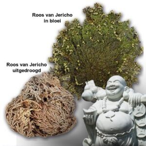 Roos van Jericho of Bloem Van Maryam