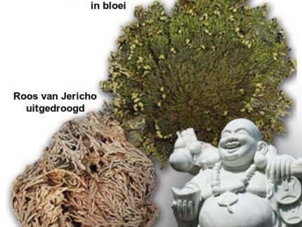 Roos van Jericho of Bloem Van Maryam