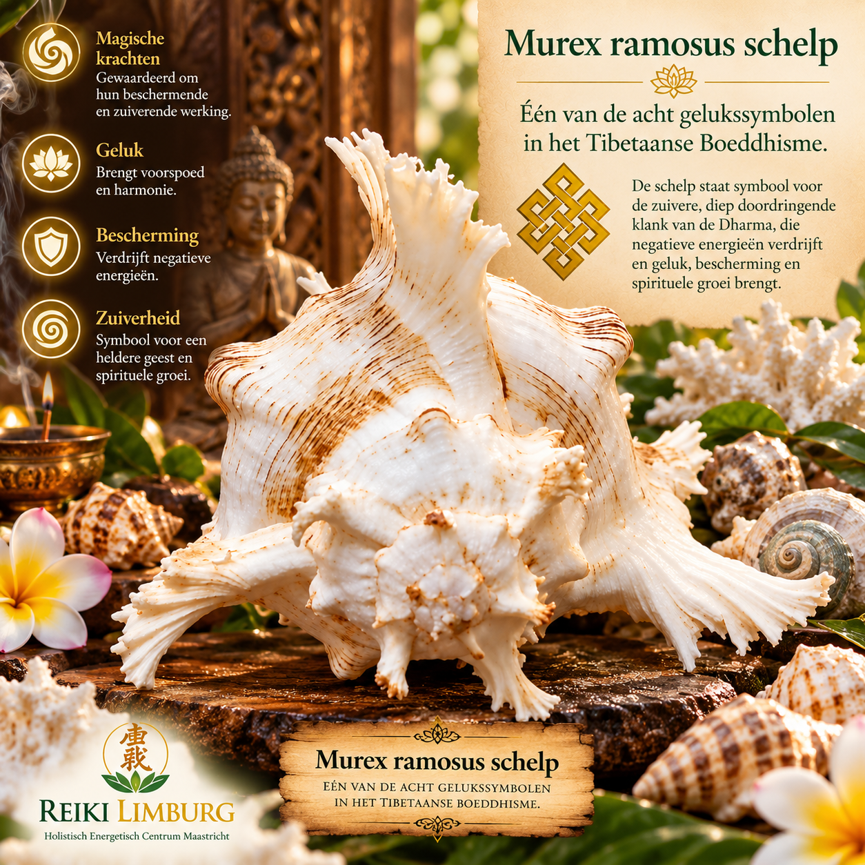 Murex ramosus schelp Gratis murex ramosus schelp | Symbool voor geluk - Afbeelding 1