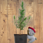 Aleppo-den | ca. 3 jaar oud