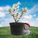 Kojou no-mai | Bonsai ca. 2 jaar