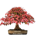 Bonsai