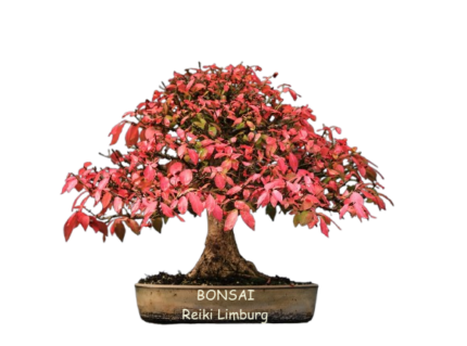 Bonsai