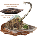Blauwe regen (Bonsai) Incl Originele Bonsaischaal
