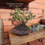 Japanse Azalea (Bonsai) Ovale schaal