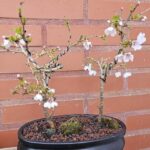 Japanse sierkers (Bonsai) Ovale schaal - Afbeelding 2