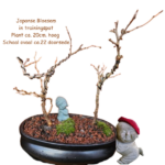 Japanse sierkers (Bonsai) Ovale schaal