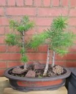 Lariks bos in antieke bonsaipot - Afbeelding 2