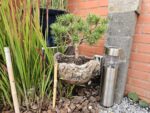 Pinus Mugo (Bergden) - Afbeelding 2
