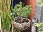 Pinus Mugo (Bergden)
