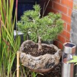 Pinus Mugo (Bergden)