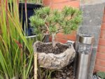 Pinus Mugo (Bergden) - Afbeelding 3