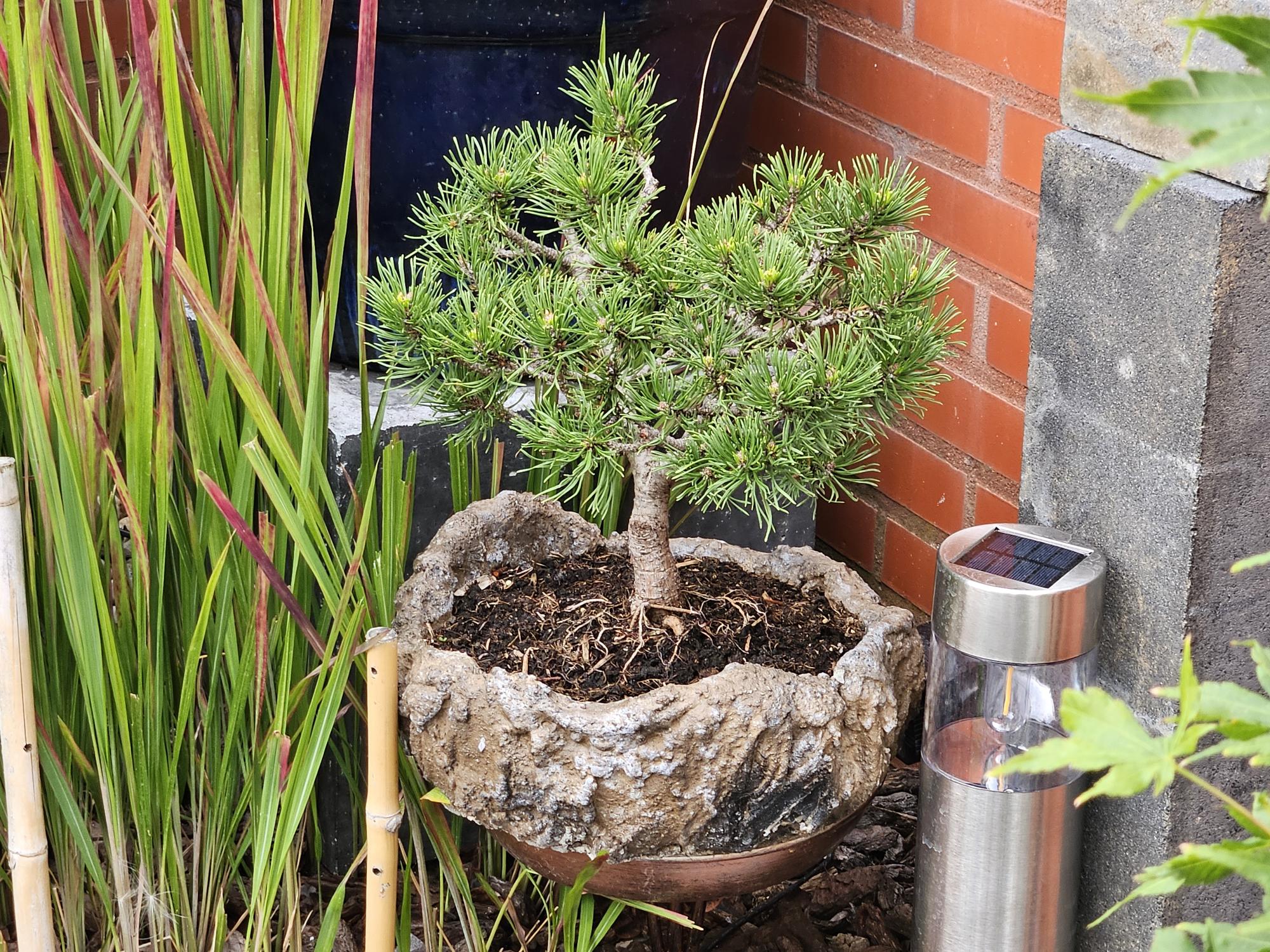 Pinus Mugo Pinus Mugo (Bergden) - Afbeelding 1