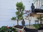 Podocarpus Seishōnen 40cm. - Afbeelding 2