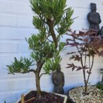 Podocarpus Seishōnen 40cm.