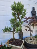 Podocarpus Seishōnen 40cm.