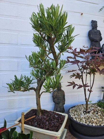 Podocarpus Seishōnen 40cm.