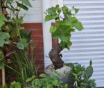 Exclusieve Vitis Vinifera wijnstok in bonsai-vorm