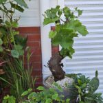 Exclusieve Vitis Vinifera wijnstok in bonsai-vorm