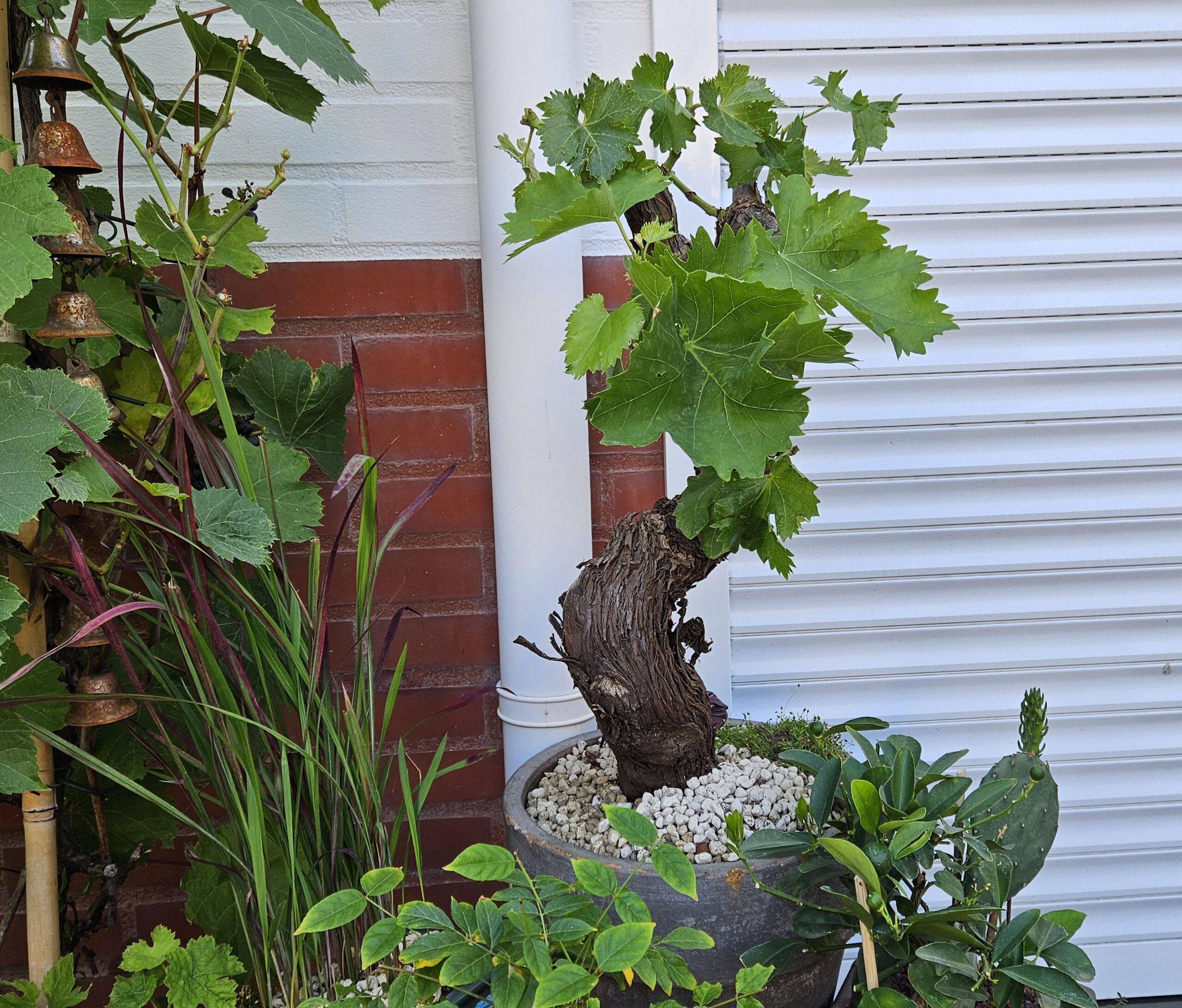druif 1 Exclusieve Vitis Vinifera wijnstok in bonsai-vorm - Afbeelding 1
