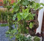 Exclusieve Vitis Vinifera wijnstok in bonsai-vorm - Afbeelding 2